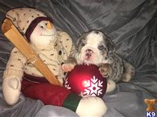 english bulldog puppy posted by Kris English Bulldogs